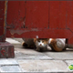 Illustration for article titled The Cats of Chinas Forbidden City